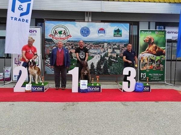 Bernardinac, štenci