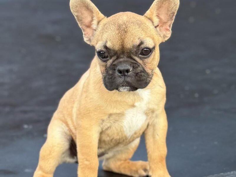 Francuski Buldog