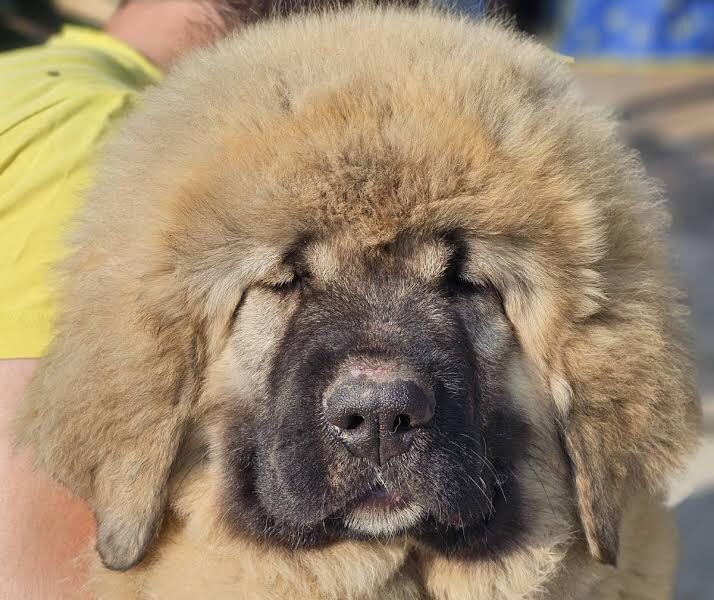 Kavkaski ovčar, štenci