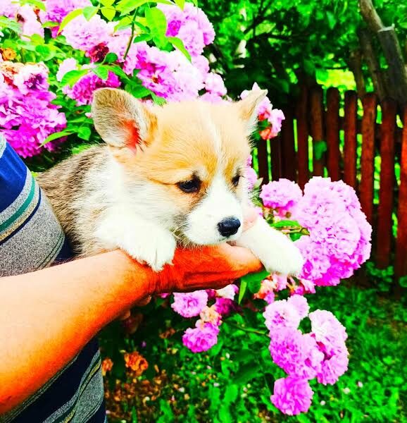 Velški Korgi Pembork, štenci