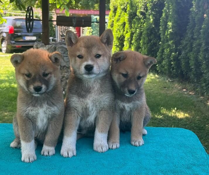 Shiba inu (šiba inu) štenci