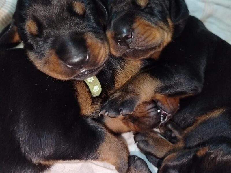 Doberman stenci