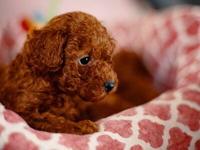 Prelepe patuljaste i toy pudle, štenci