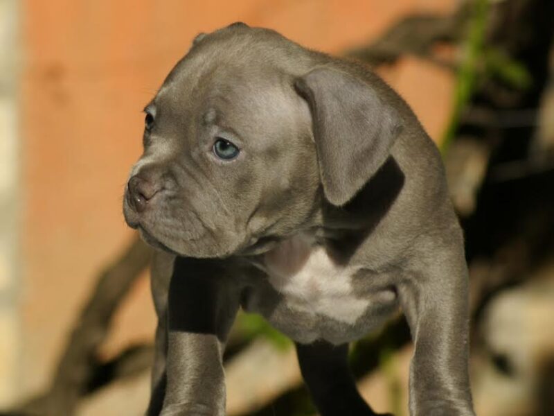 American bully (Američki buli)