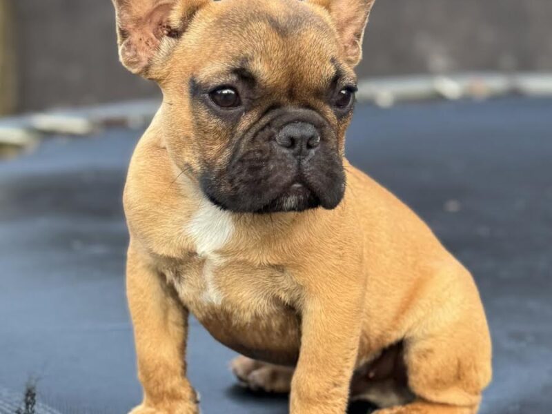 Francuski Buldog