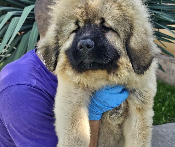 Kavkaski ovčar, štenci