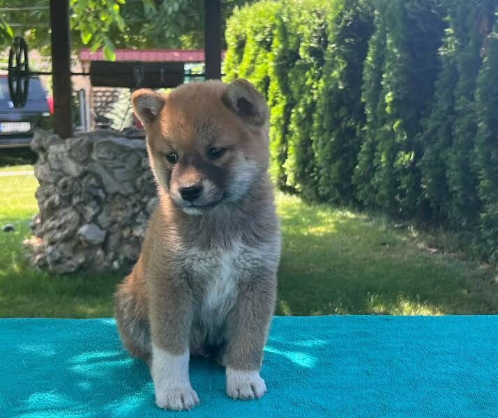 Shiba inu (šiba inu) štenci