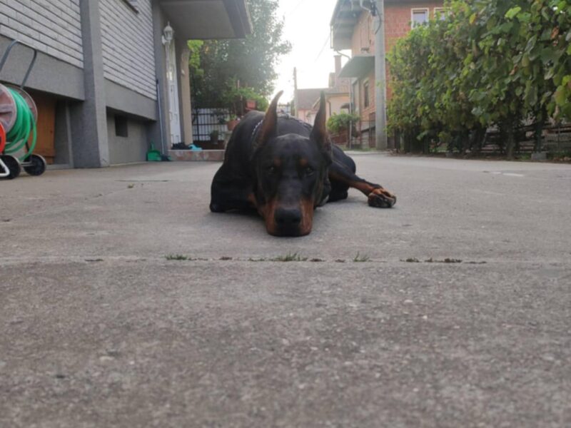 Doberman stenci