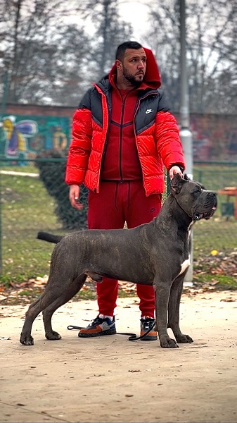 Cane corso štenci