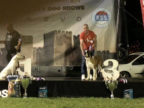 Bernardinac, štenci