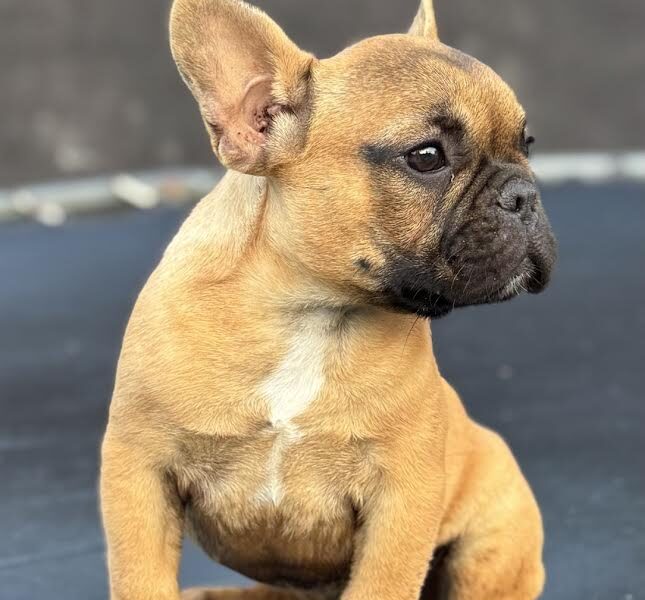Francuski Buldog