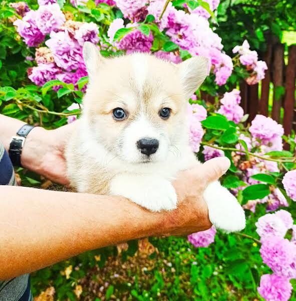 Velški Korgi Pembork, štenci