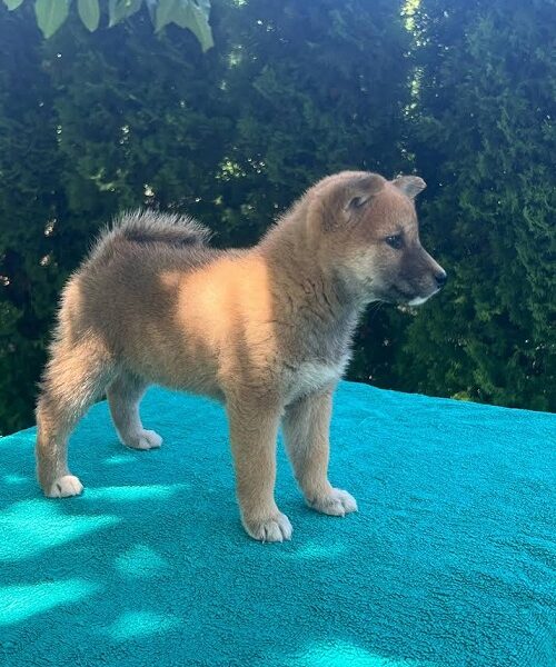 Shiba inu (šiba inu) štenci