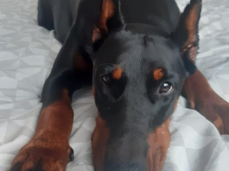 Doberman stenci
