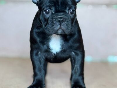 Francuski Buldog VRHUNSKI stenci