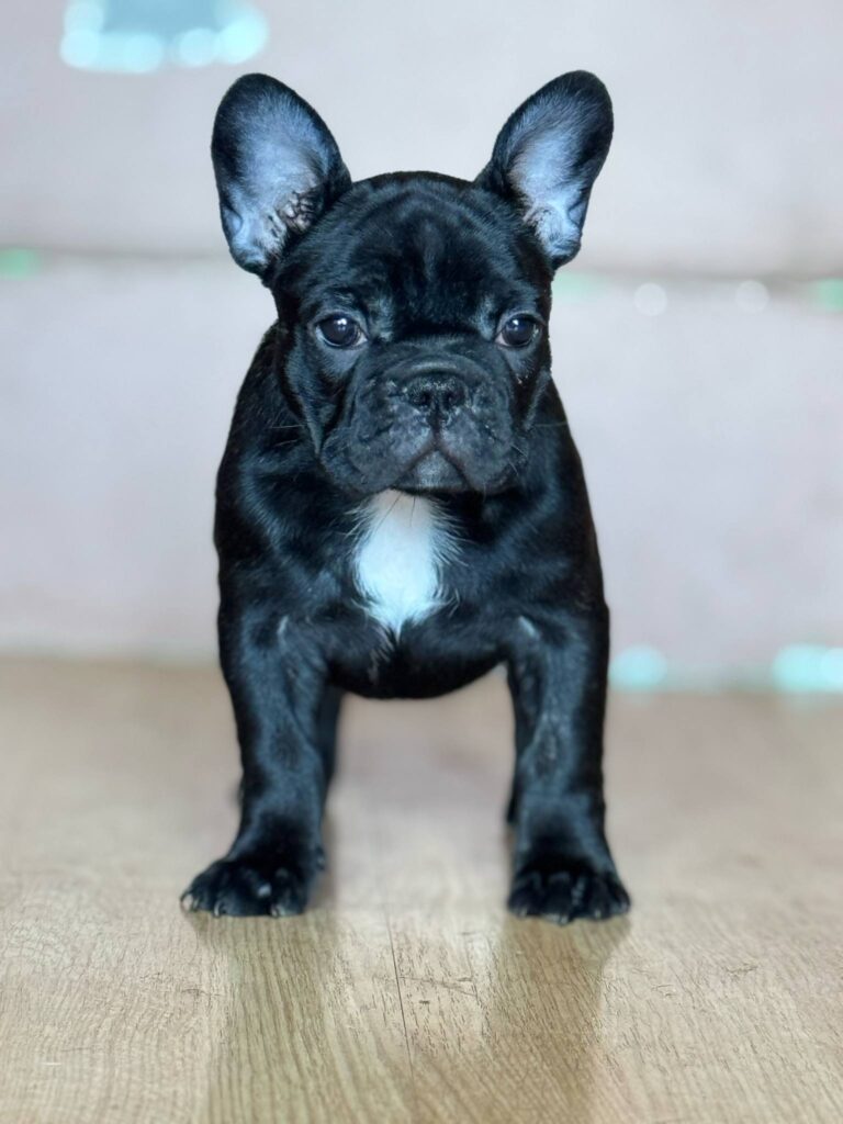 Francuski buldog prelepi štenci