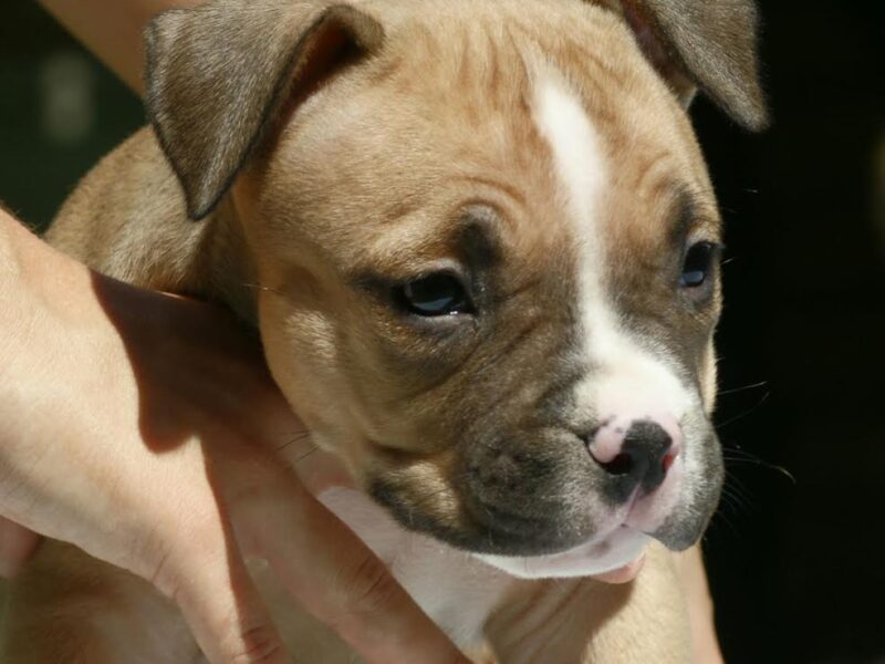 American bully (Američki buli)