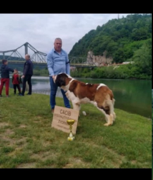 Bernardinac, štenci