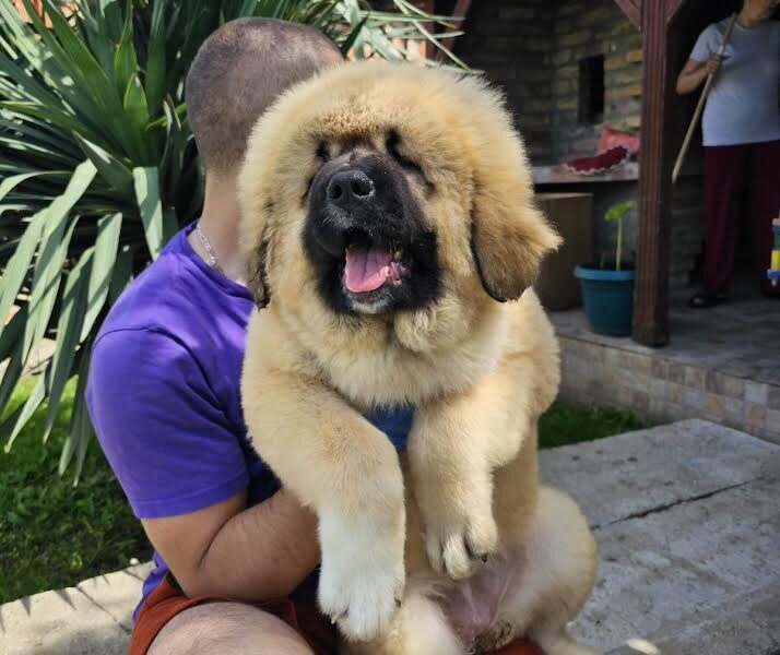 Kavkaski ovčar, štenci