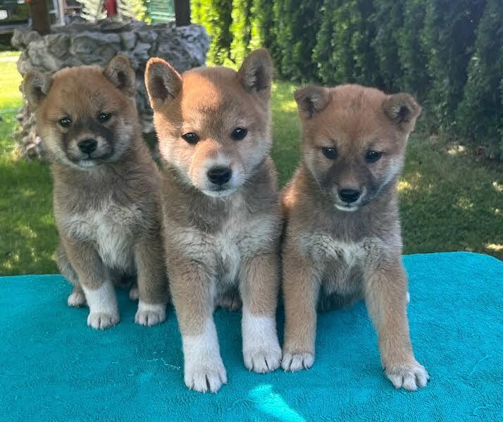 Shiba inu (šiba inu) štenci
