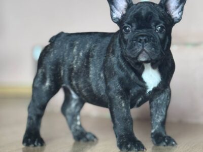 Francuski buldog prelepi štenci