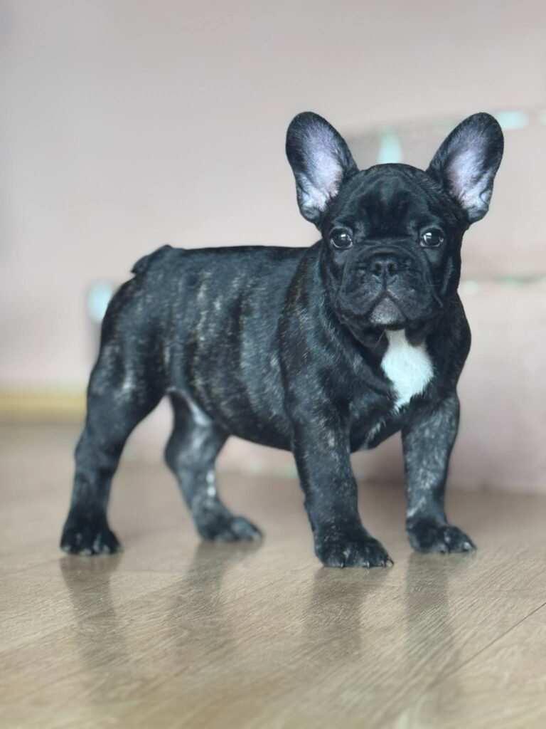 Francuski buldog prelepi štenci