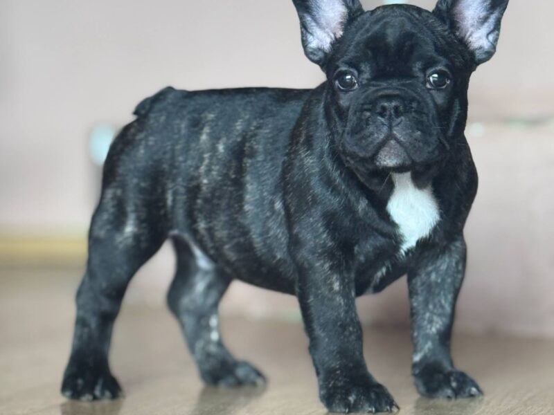 Francuski buldog prelepi štenci