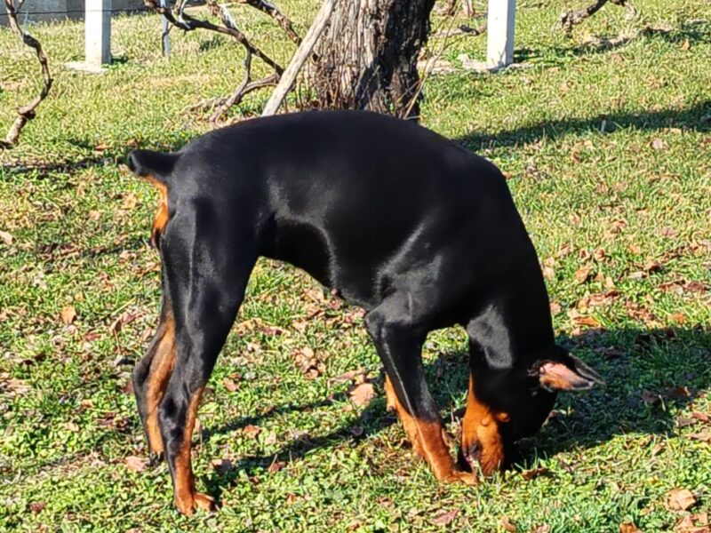 Doberman stenci