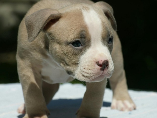 American bully (Američki buli)