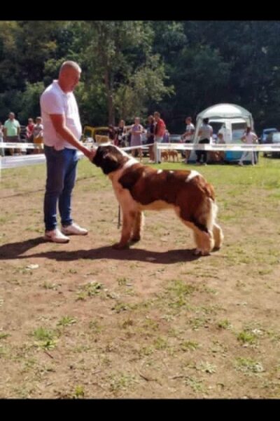 Bernardinac, štenci