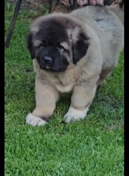 Kavkaski ovčar, štenci