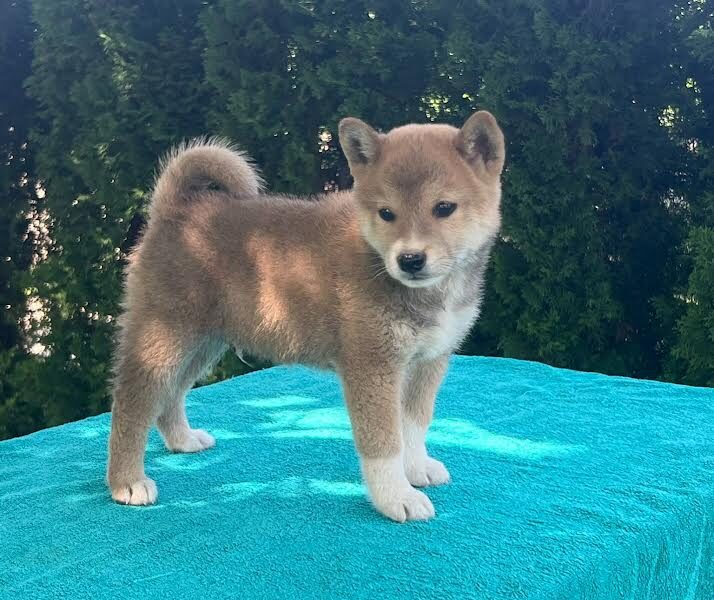Shiba inu (šiba inu) štenci