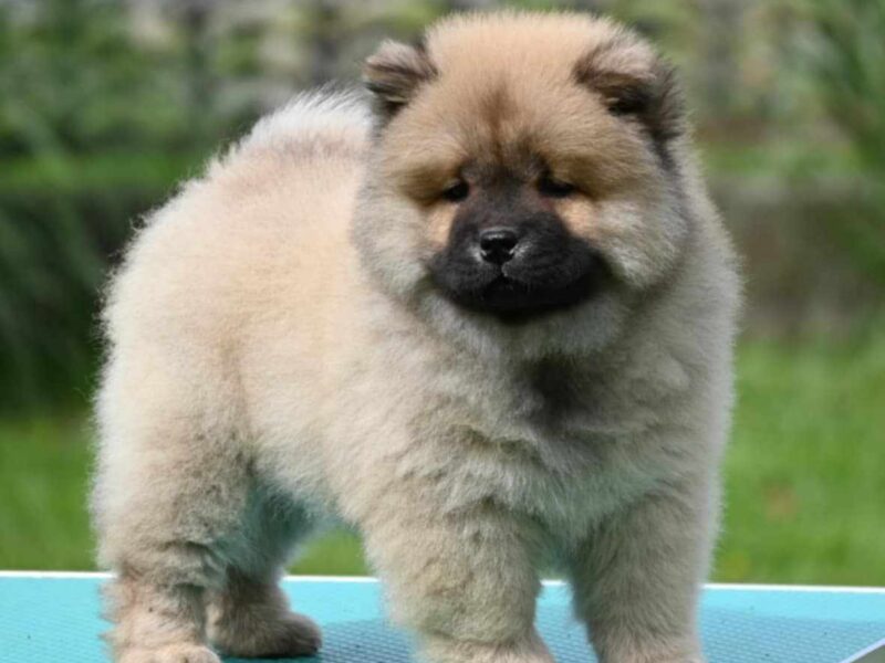 Chow Chow Cau Cau Čau Čau