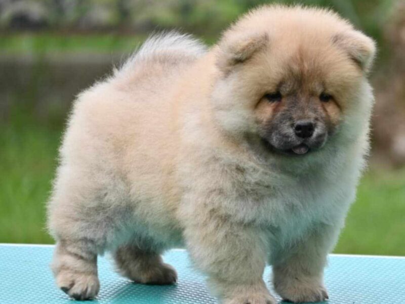 Chow Chow Cau Cau Čau Čau
