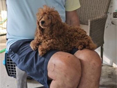 Crvena Toy Pudla musko stene