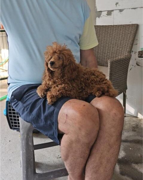 Crvena Toy Pudla musko stene