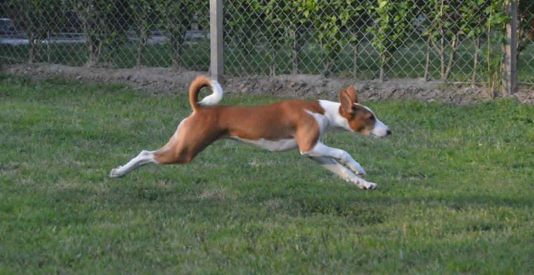 Prelepi BASENJI štenci
