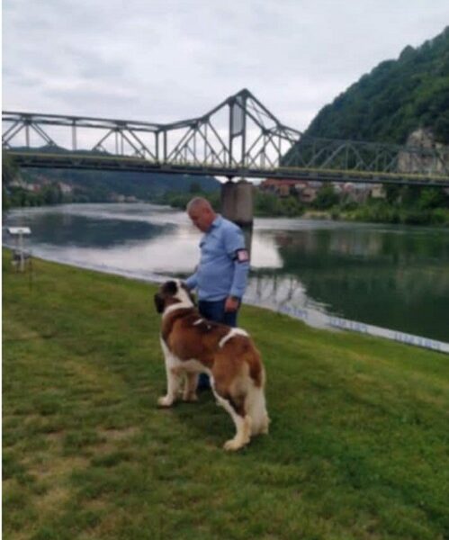 Bernardinac, štenci