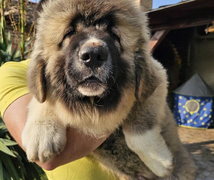 Kavkaski ovčar, štenci