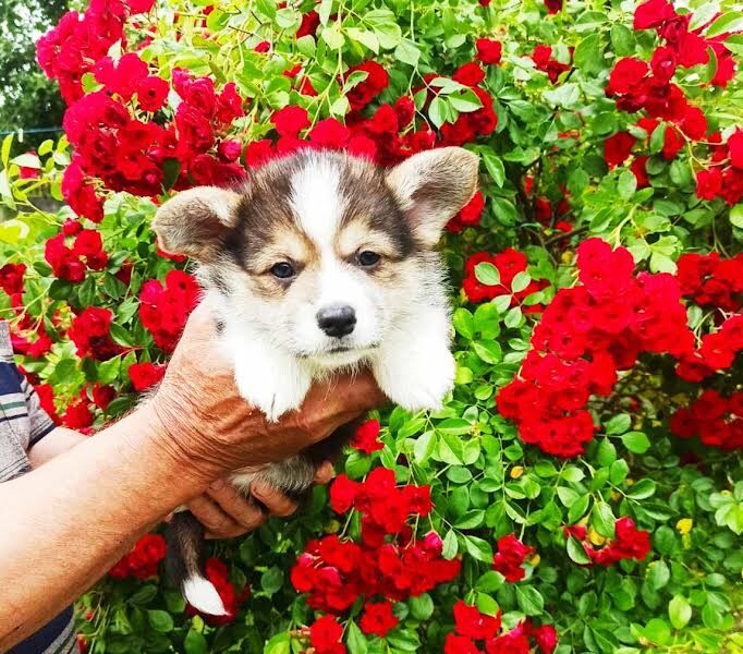 Velški Korgi Pembork, štenci