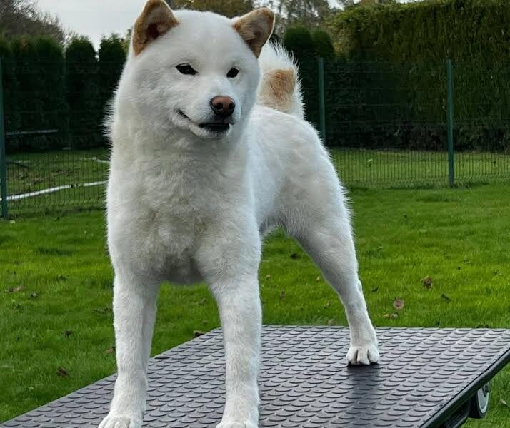 Shiba inu (šiba inu) štenci