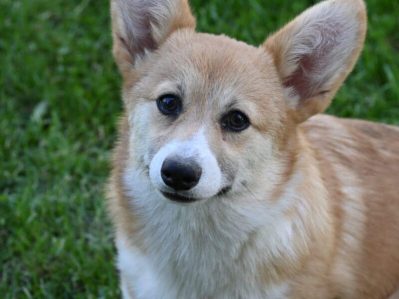 Velski korgi/Welsh Corgi Pembroke
