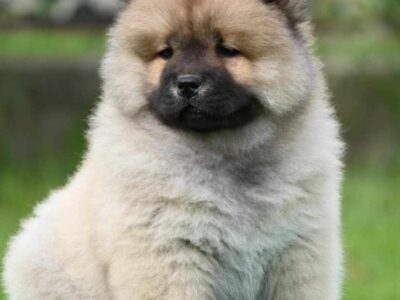 Chow Chow Cau Cau Čau Čau