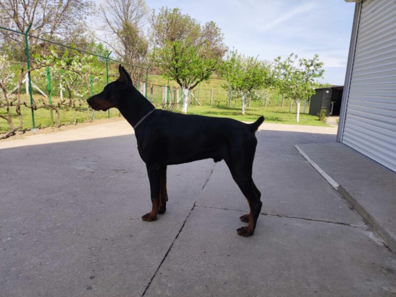 Doberman stenci