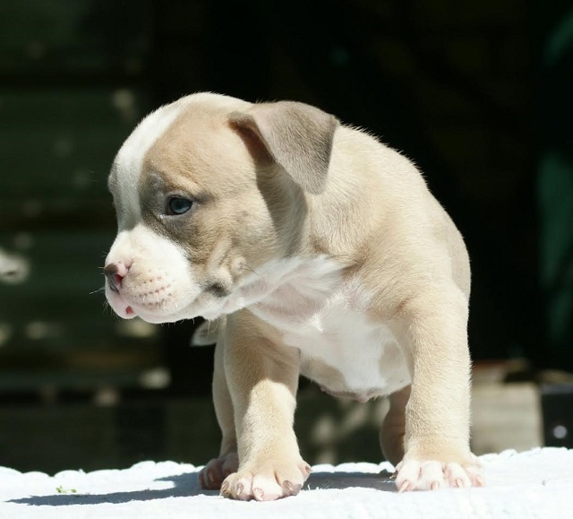 American bully (Američki buli)