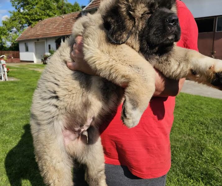 Kavkaski ovčar, štenci