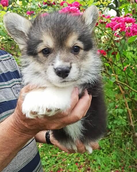 Velški Korgi Pembork, štenci