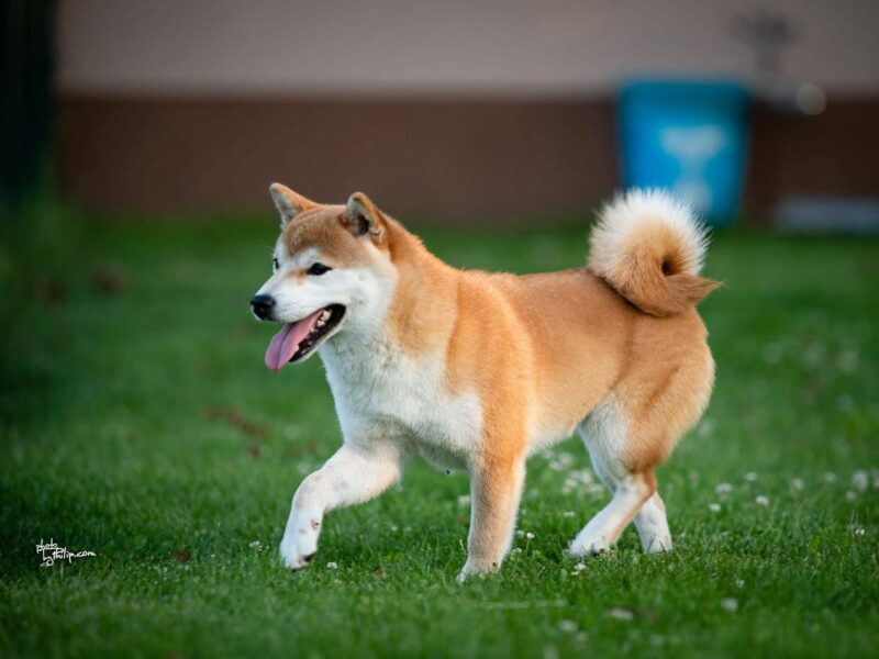Shiba inu (šiba inu) štenci