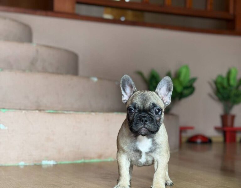 Francuski Buldog prelepi štenci