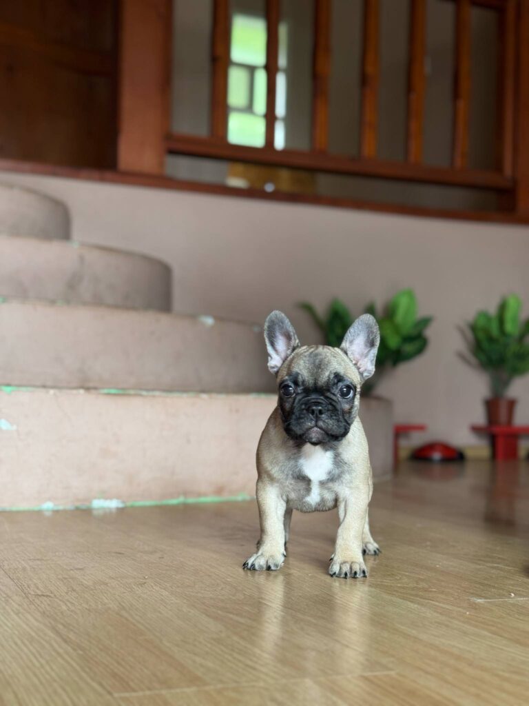 Francuski buldog prelepi štenci